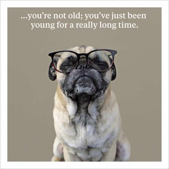 Your Not Old Greeting Card with a Pug dog picture